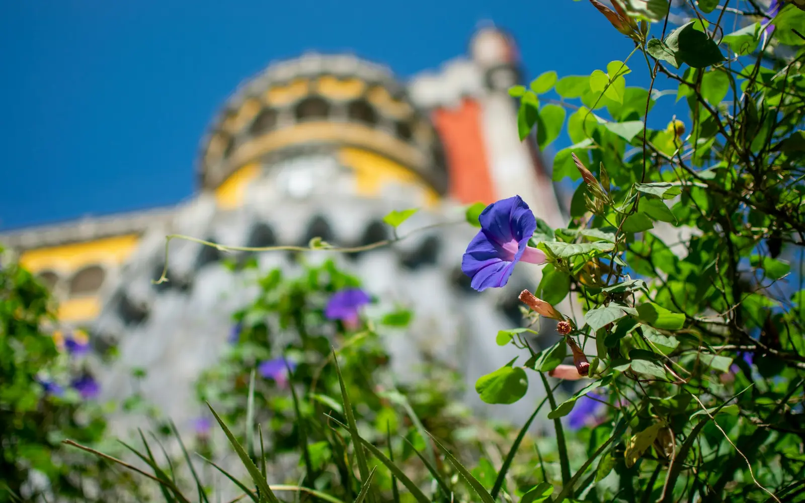 A blue flower in the park with the towers of Pena Palace behind